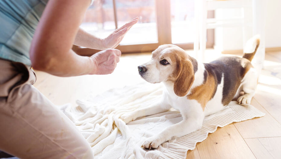 Beagle being trained with a treat