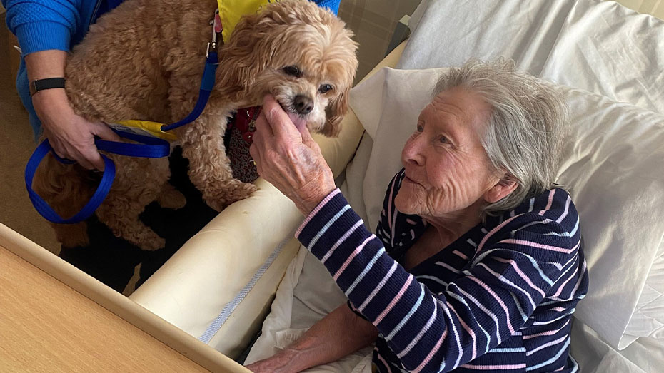 Therapy pet visiting a patient in hospital