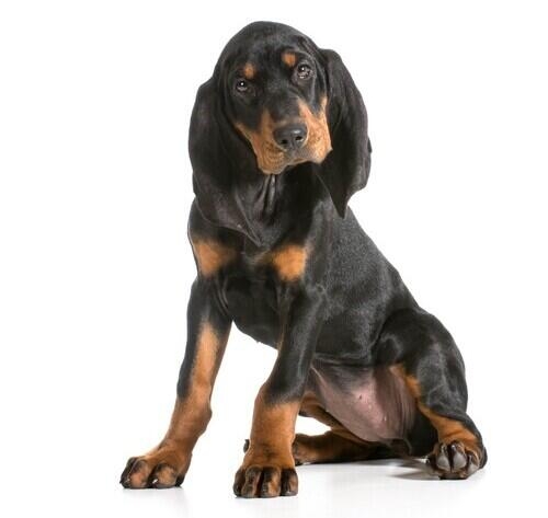 Black and Tan Coonhound  