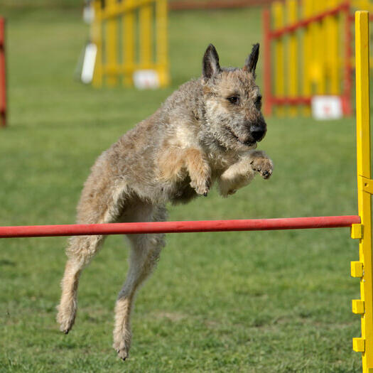 Belgian Shepherd Laekenois jumping over the obstacle