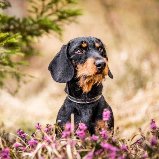 Miniature Wire-Haired Dachshund sitting in the flowers