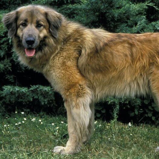 Estrela Mountain Dog standing on the grass