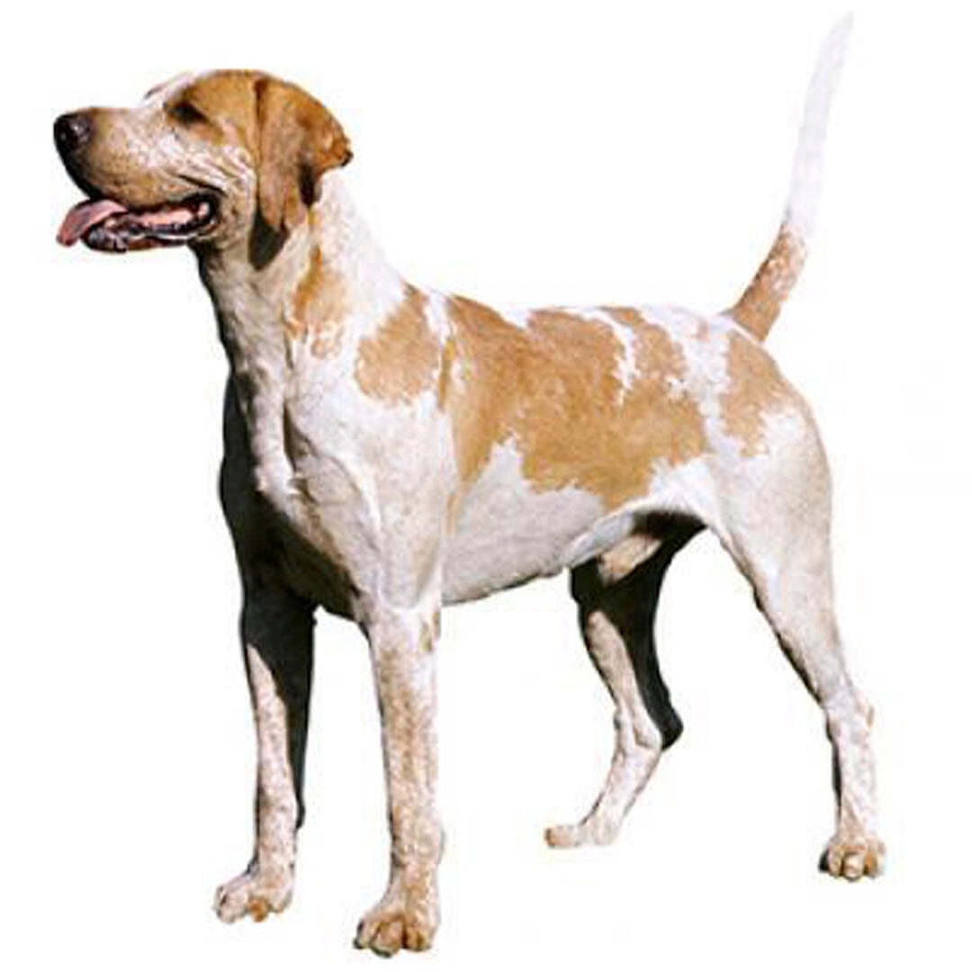 Foxhound Dog Breed
