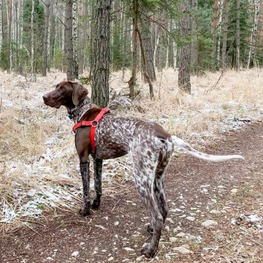 German Shorthaired Pointer walking in the forest