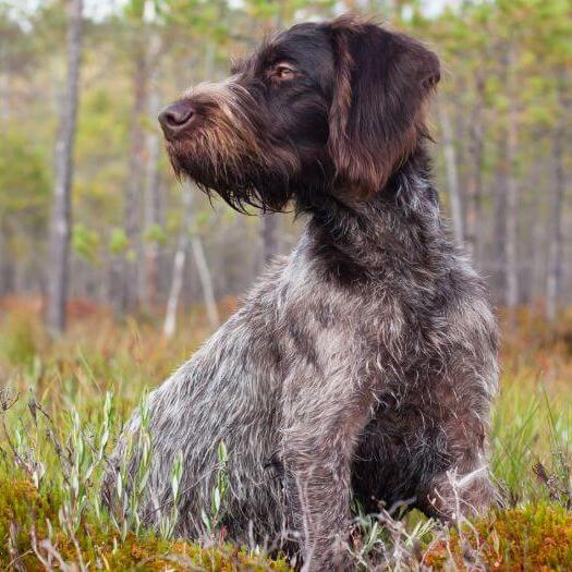 German Wirehaired Pointer in the forest