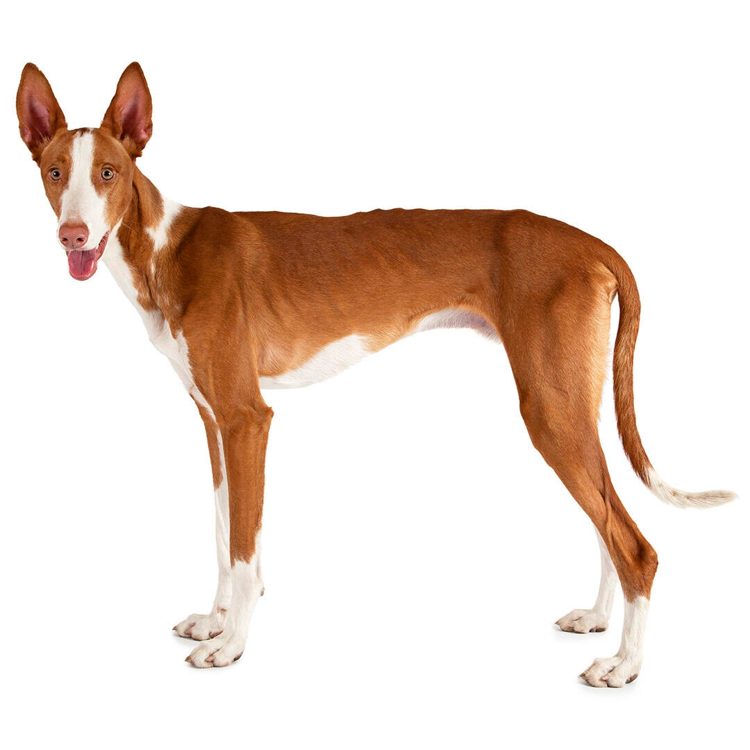 Ibizan Hound (Short/smooth coat) Dog Breed