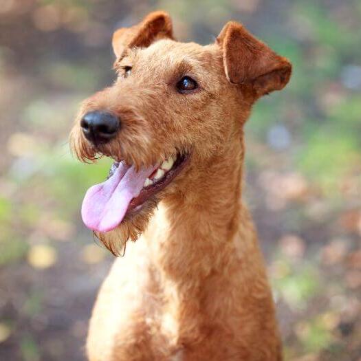 Irish Terrier with tongue out