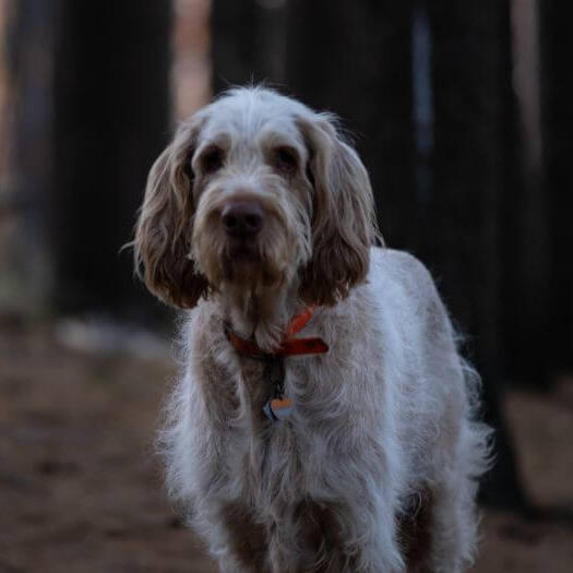 Dog standing in dark forest