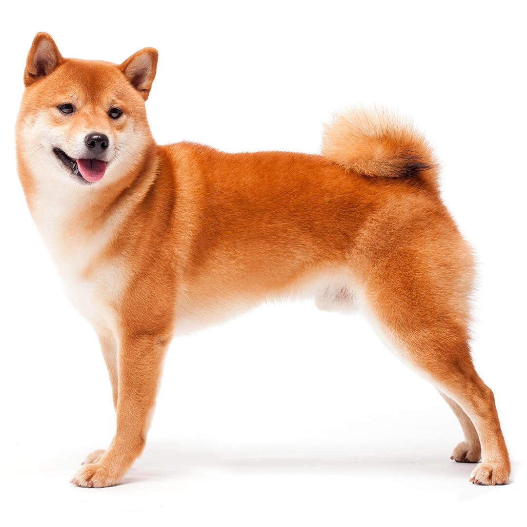 Japanese Shiba Inu Dog Breed