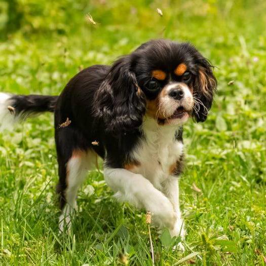 King Charles Spaniel is playing in the garden