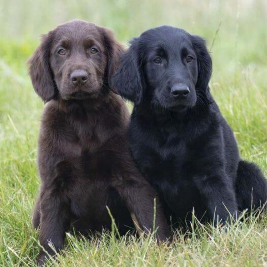 Black and brown Flat Coated Retriever puppies