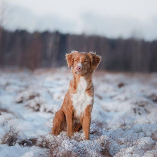 Retriever standing in snow