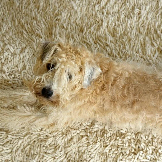 Terrier laying on the carpet