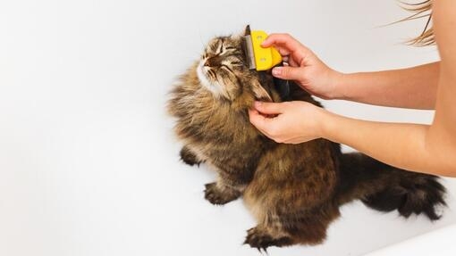 Brushing cat with flea comb