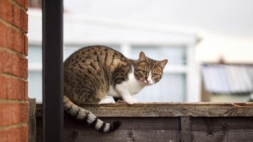 Cat sat on top of garden fence