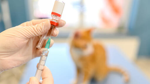 Are antibiotics safe for cats?