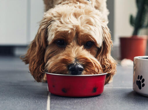 Dog eats from a red bowl