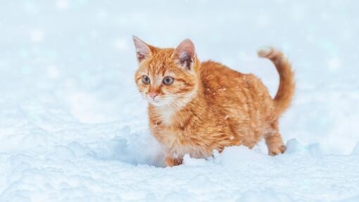 Ginger kitten walking in snow 