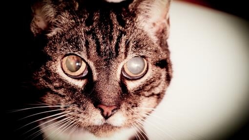Tabby with glaucoma 