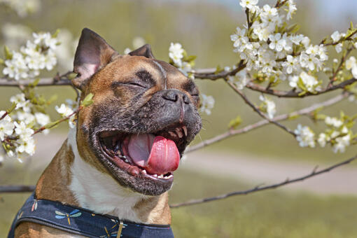 dog sneezing by flowers