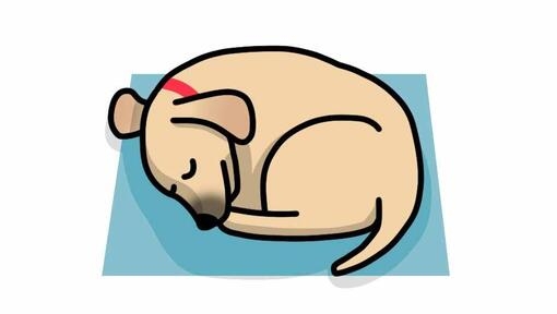 dog sleeping in donut position illustration
