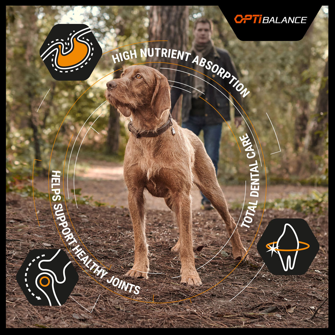 purina large robust