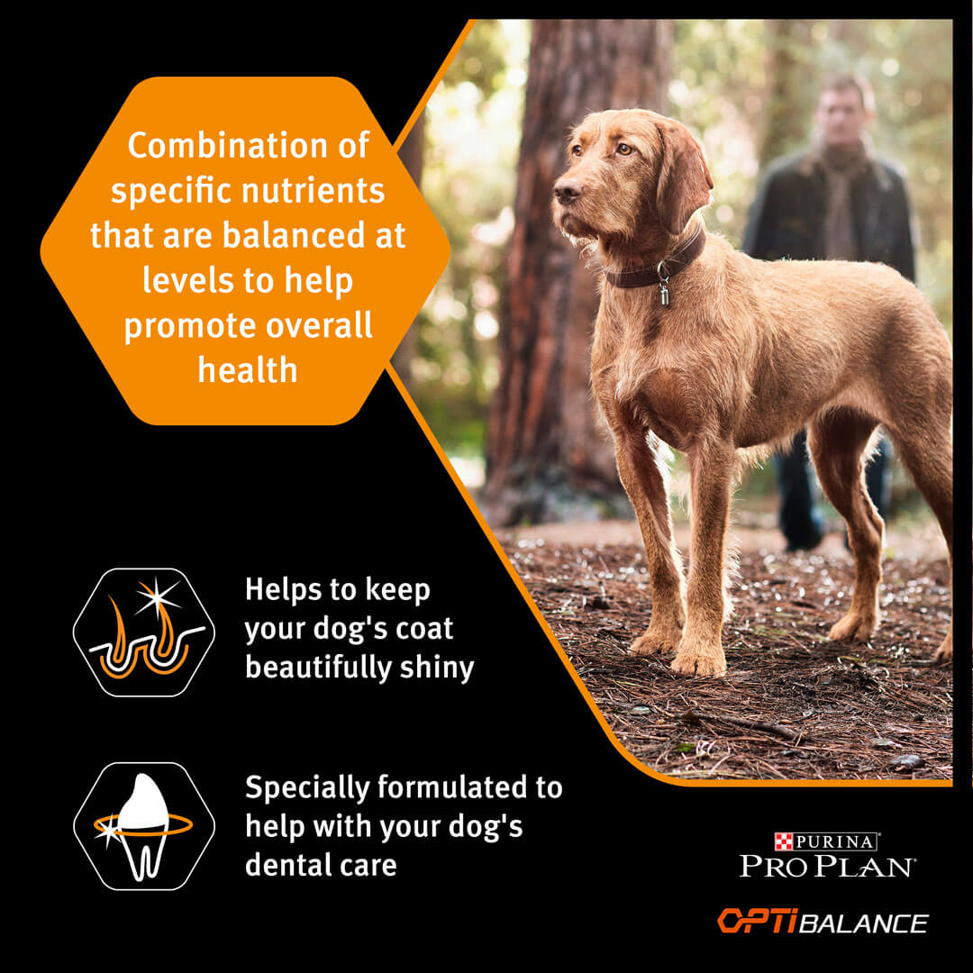 purina large athletic