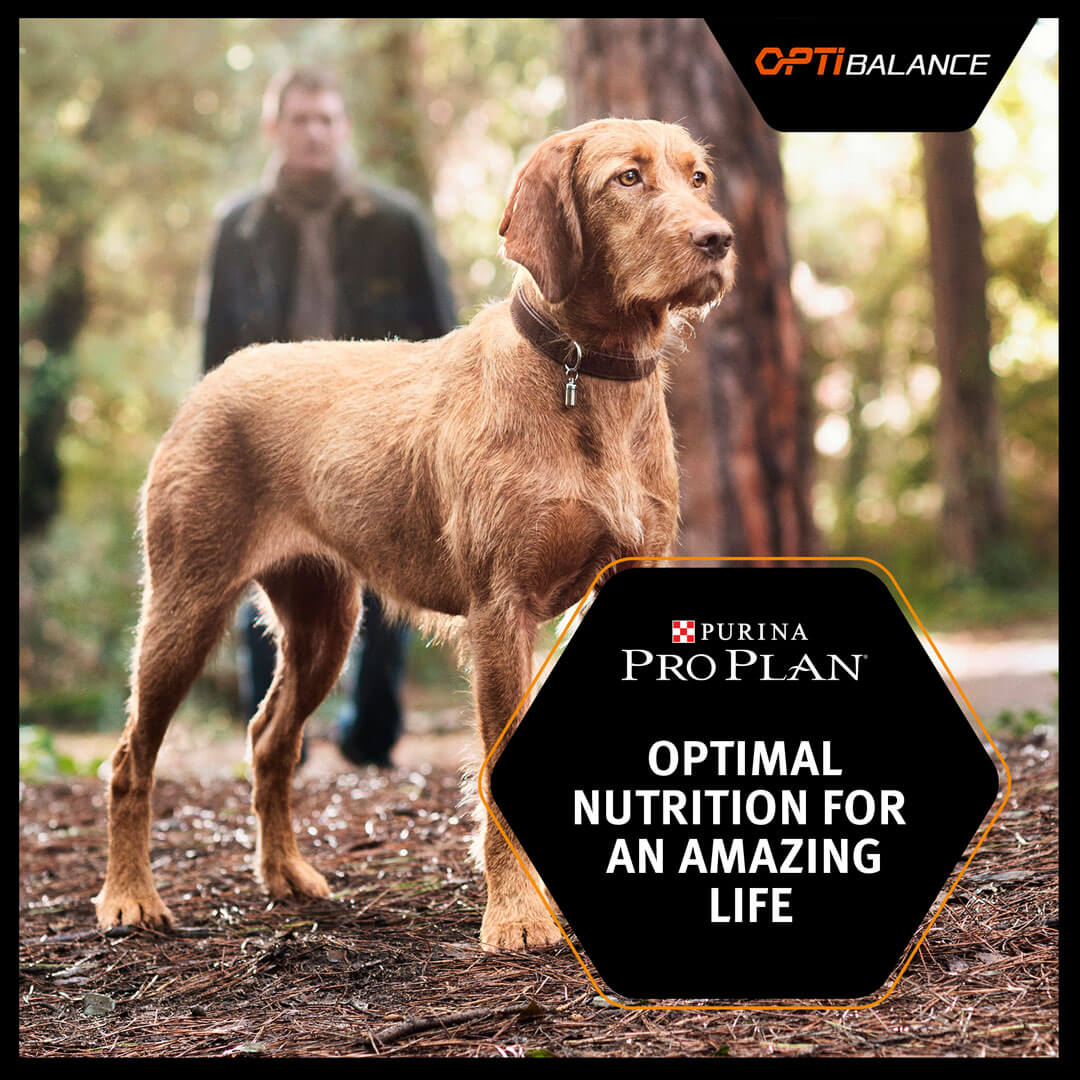 purina optibalance