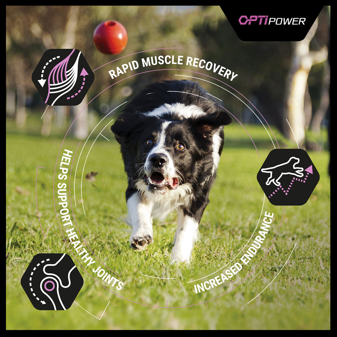 purina pro plan performance