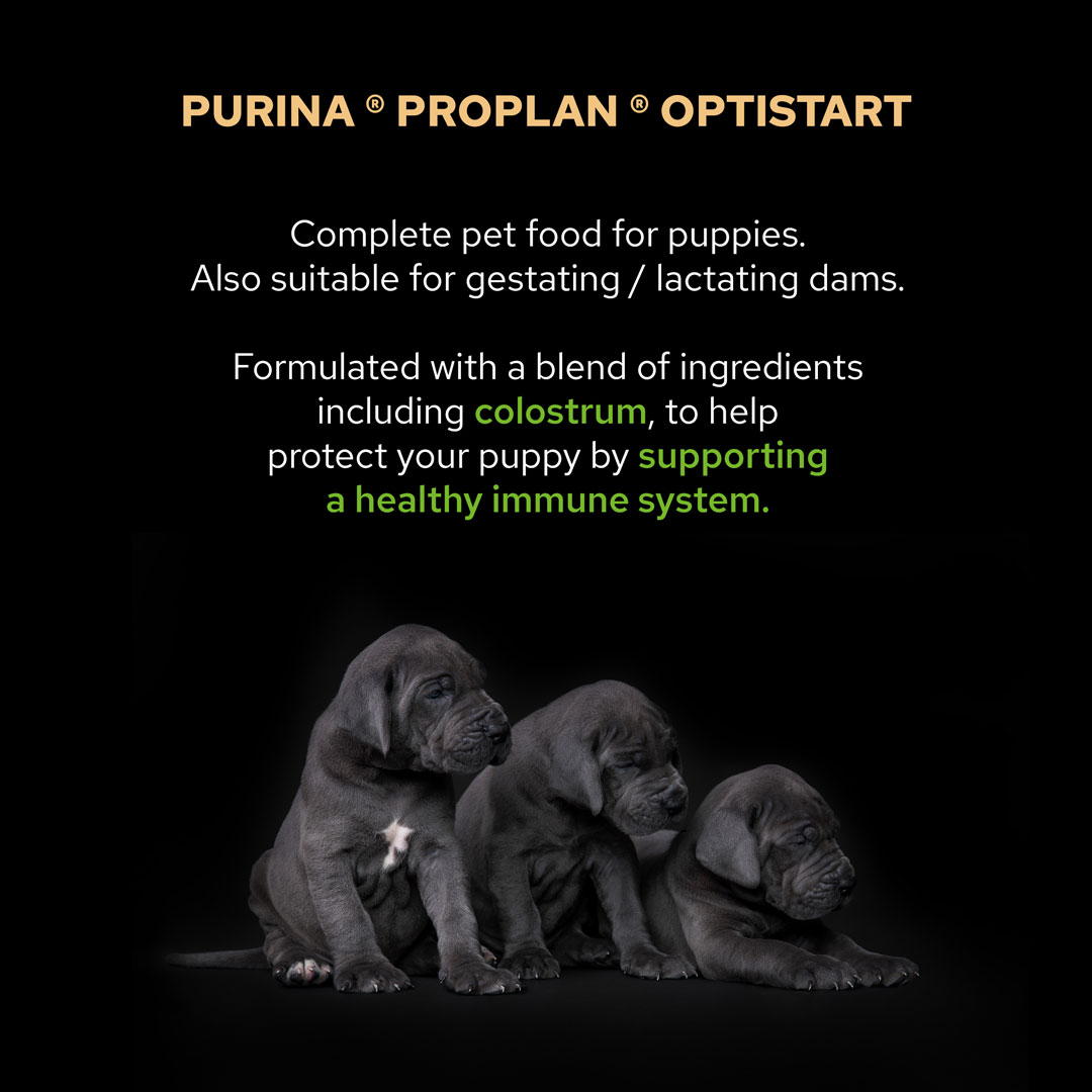 purina pro plan large robust puppy 12kg