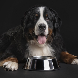 Dog sat in front of empty feeding bowl