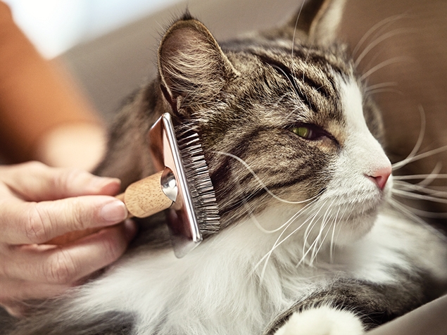 what are cat allergens?