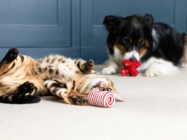 Cat and dog playing with toys