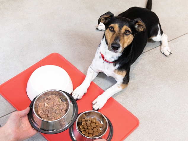 Dog lying in wait of food being given in a bowl