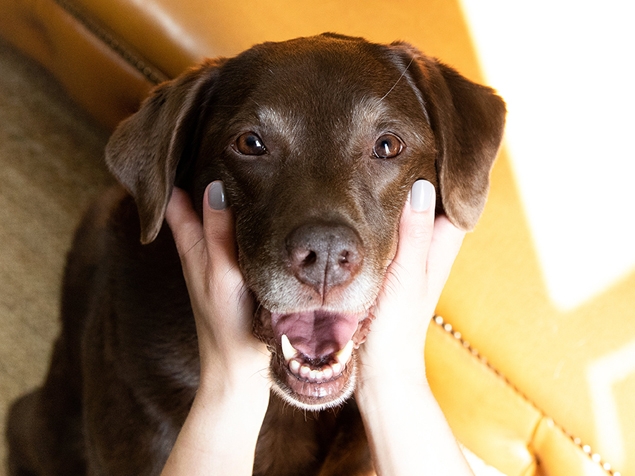 Senior chocolate lab with head in owners hands