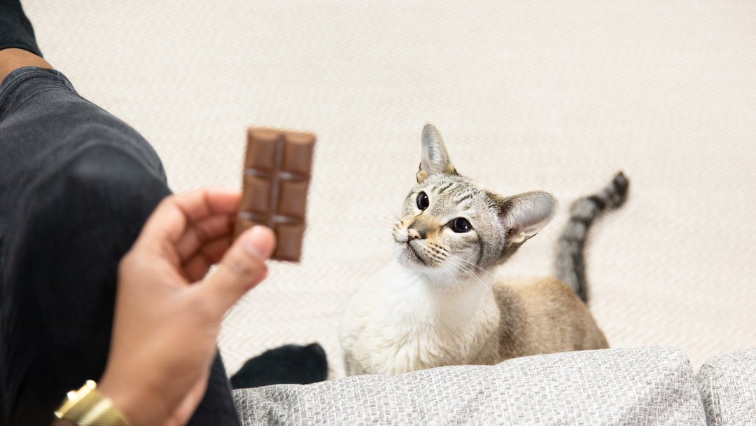 does chocolate affect cats like it does dogs