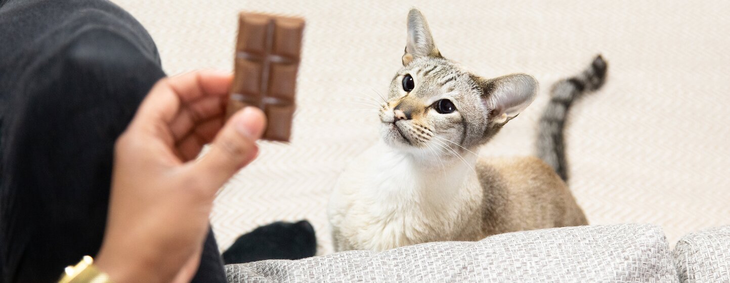 Không nên cho mèo ăn Chocolate