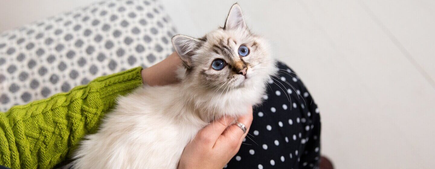 10 Most Beautiful Cat Breeds with Blue Eyes | Purina