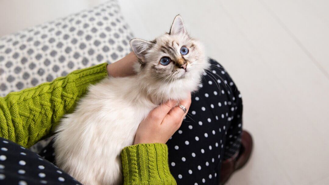 tortoiseshell and white cat with blue eyes