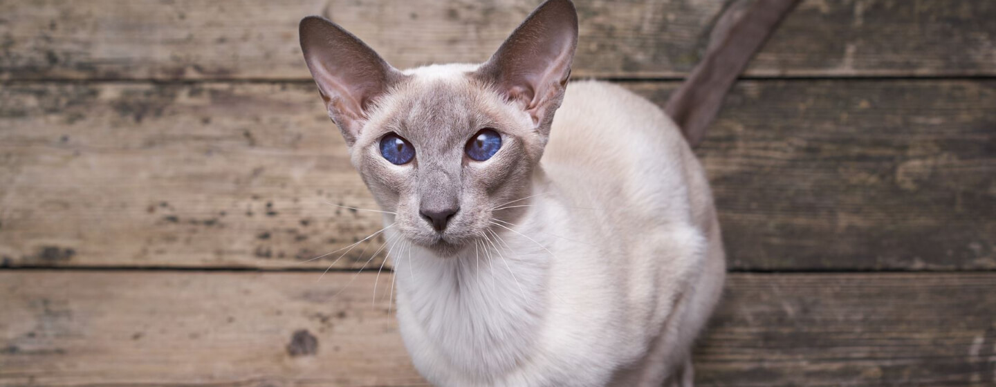 10 Cats with Big Ears Just Too Cute for Words!