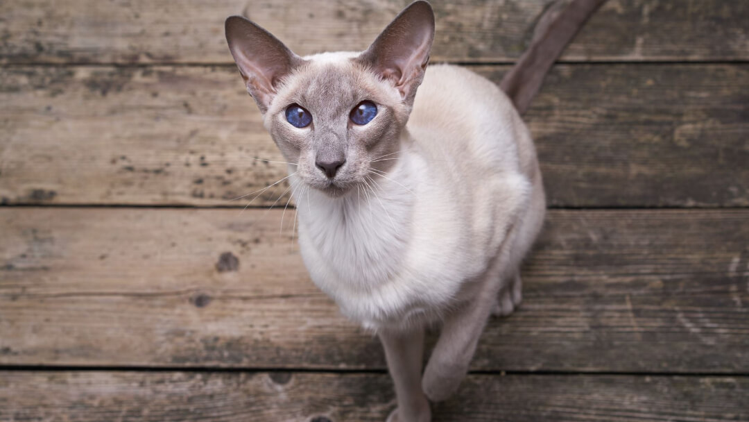 10 Cats with Big Ears Just Too Cute for Words! | Purina