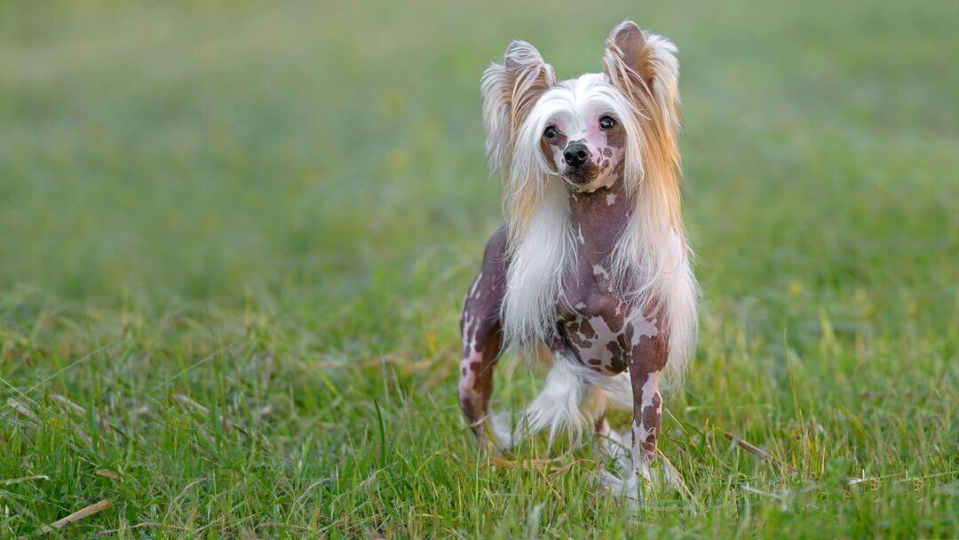 5 Sleek & Elegant Hairless Dog Breeds | Purina