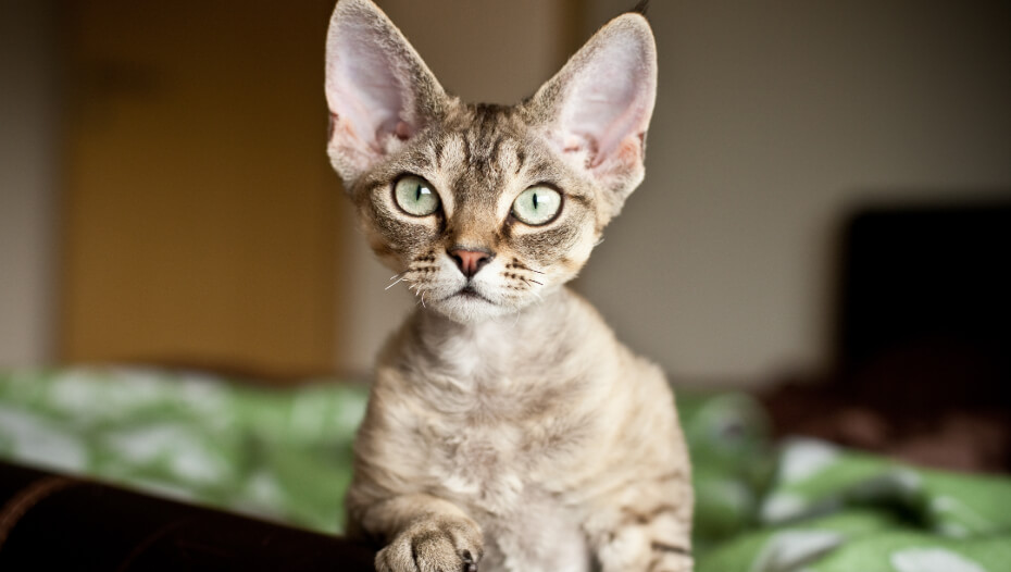 6 Small Cat Breeds That Will Always Stay Kittenlike Purina