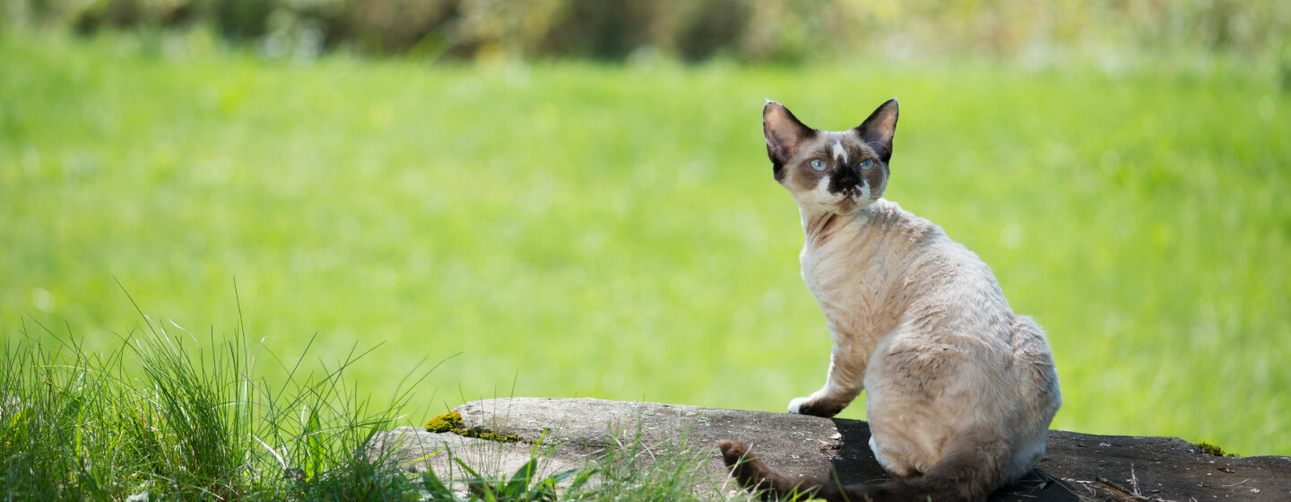 17 Small Cat Breeds: Cat Sizes and Personality Traits