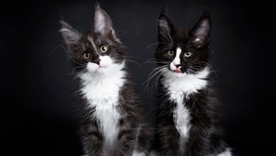 7 Gorgeous Black And White Cat Breeds Purina