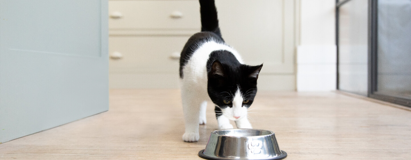 black and white spotted cat with green eyes