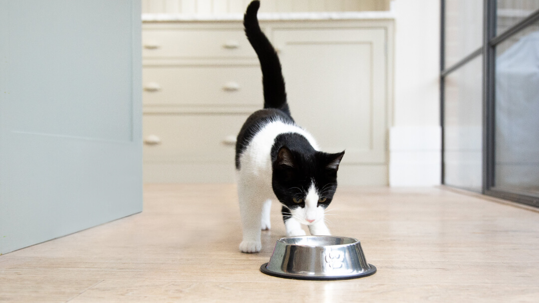 Black and white cat with bowl