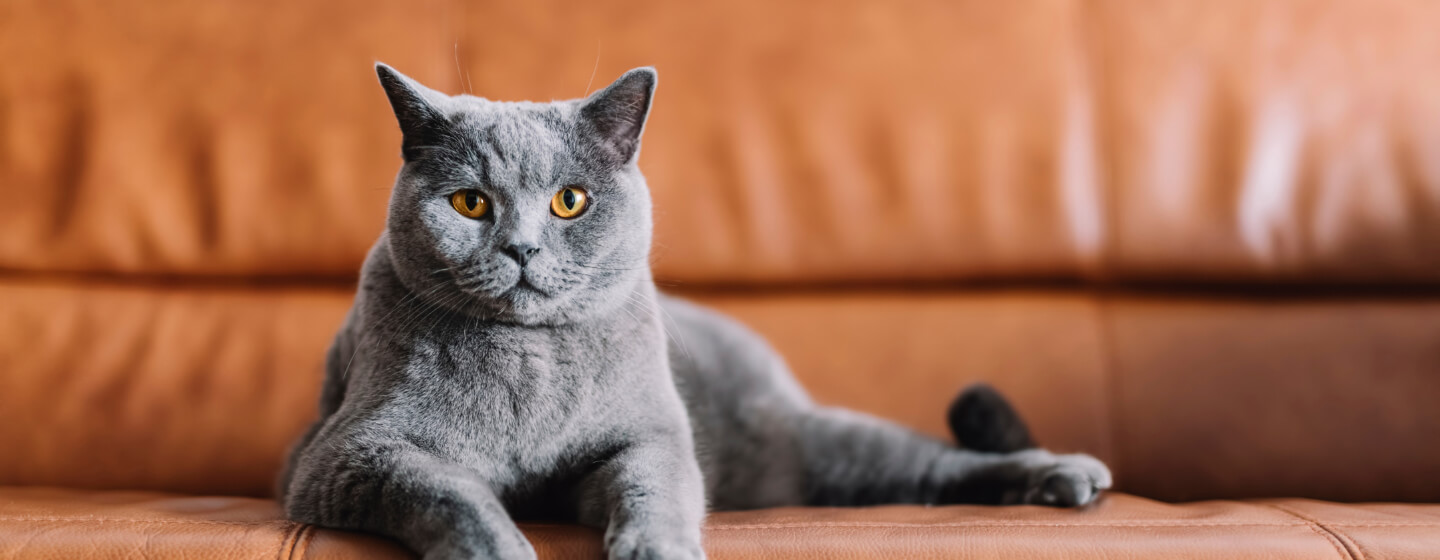 Grey Cat Breeds?  