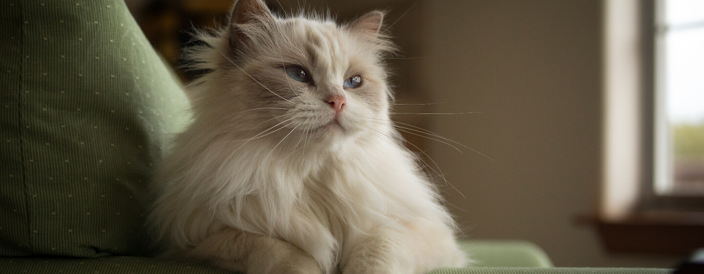 8 Fluffy Cat Breeds to Snuggle Up With