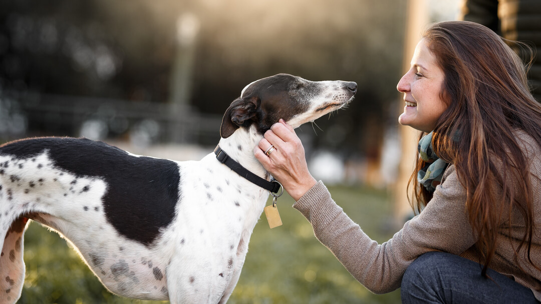 Black and white Whippet being stroked by owner. 